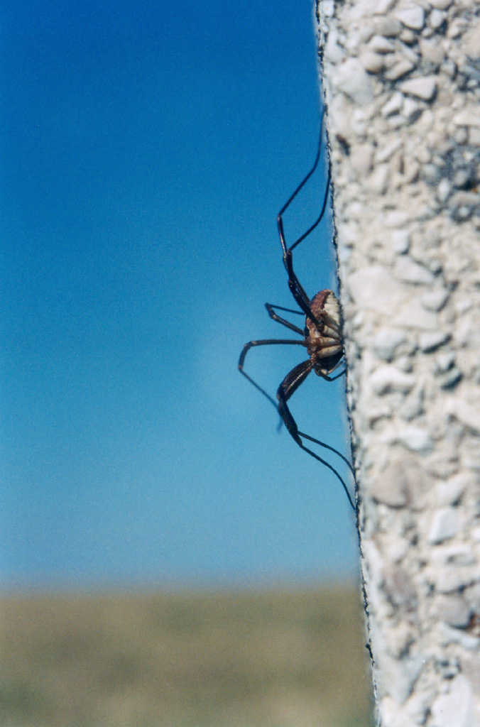 Opilio