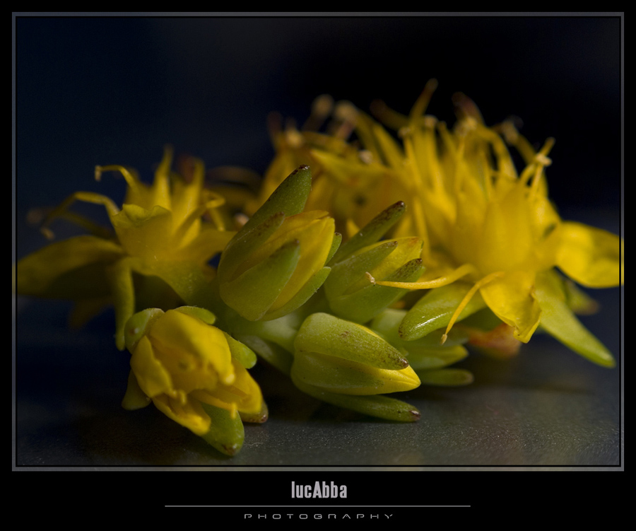 Macro_2