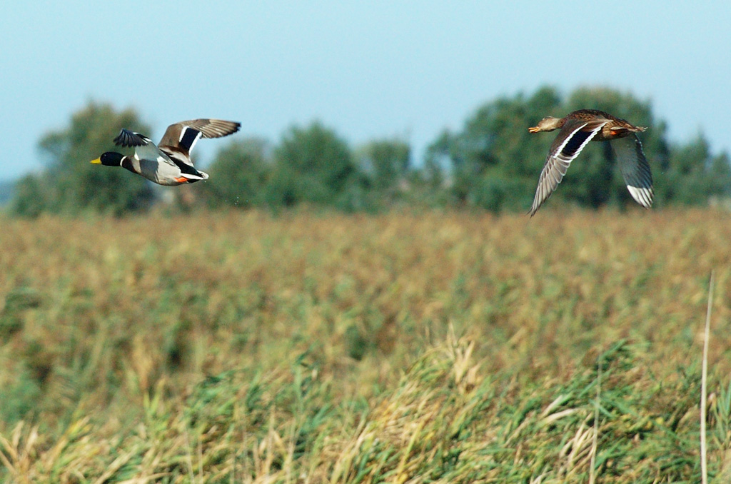 Germani in volo