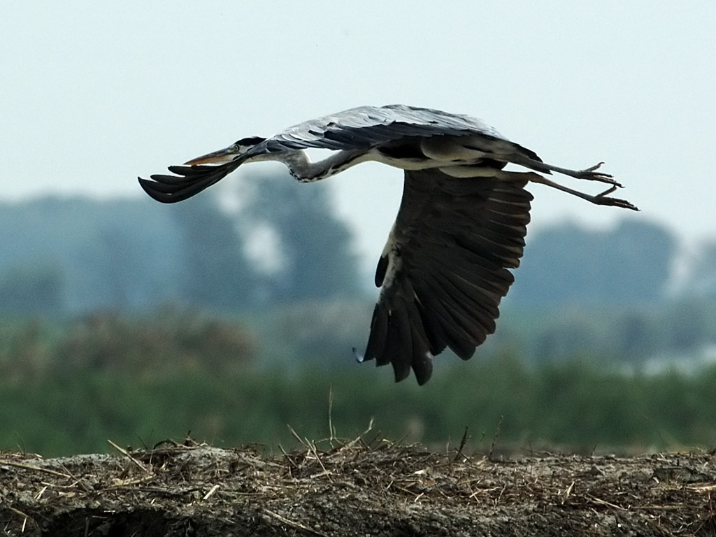 Airone Cenerino