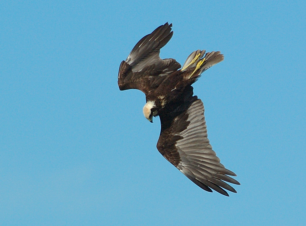 Falco di Palude