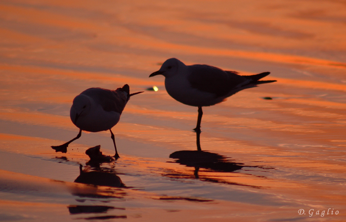 Gulls on the sunsit