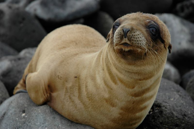 galapagos 3