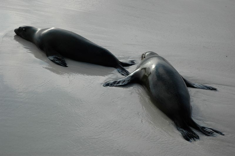 galapagos 5