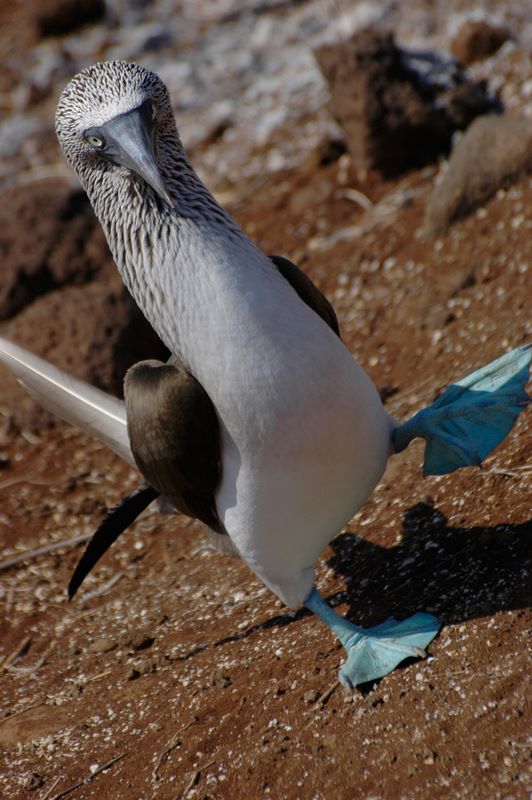 galapagos 6