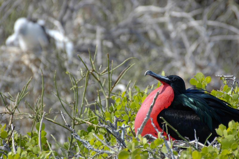 galapagos 7