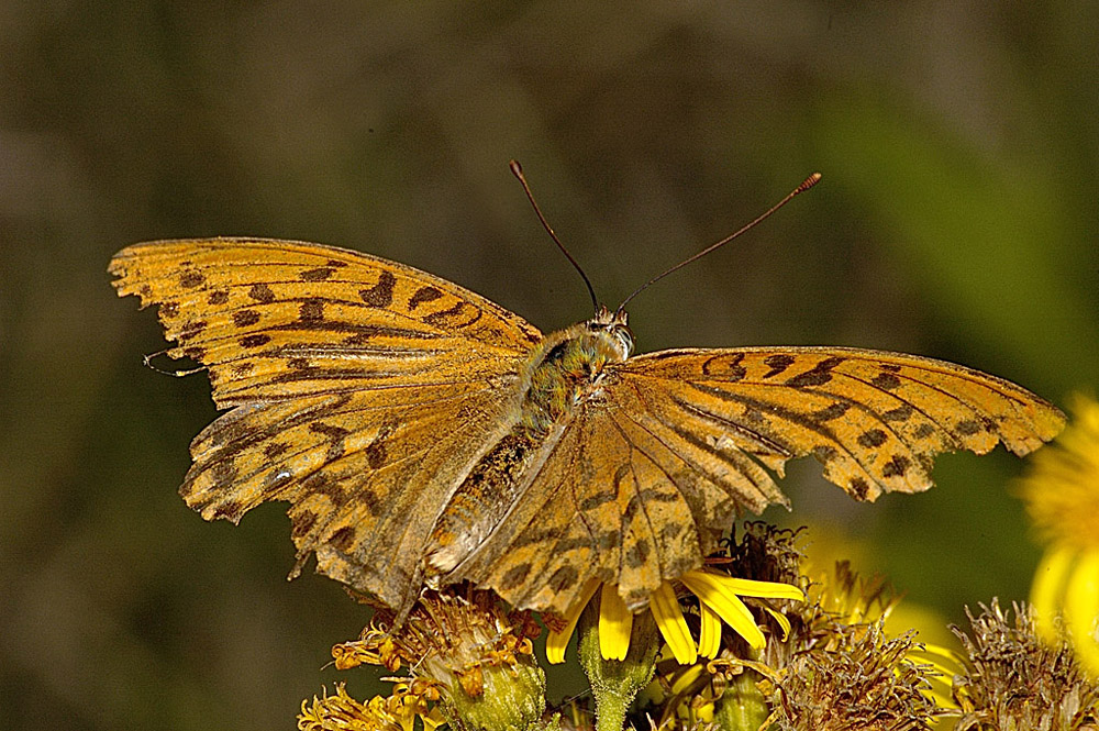 farfalla1