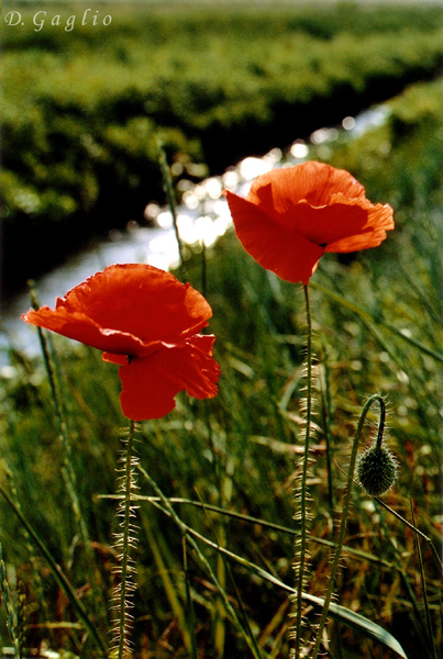 Papaveri
