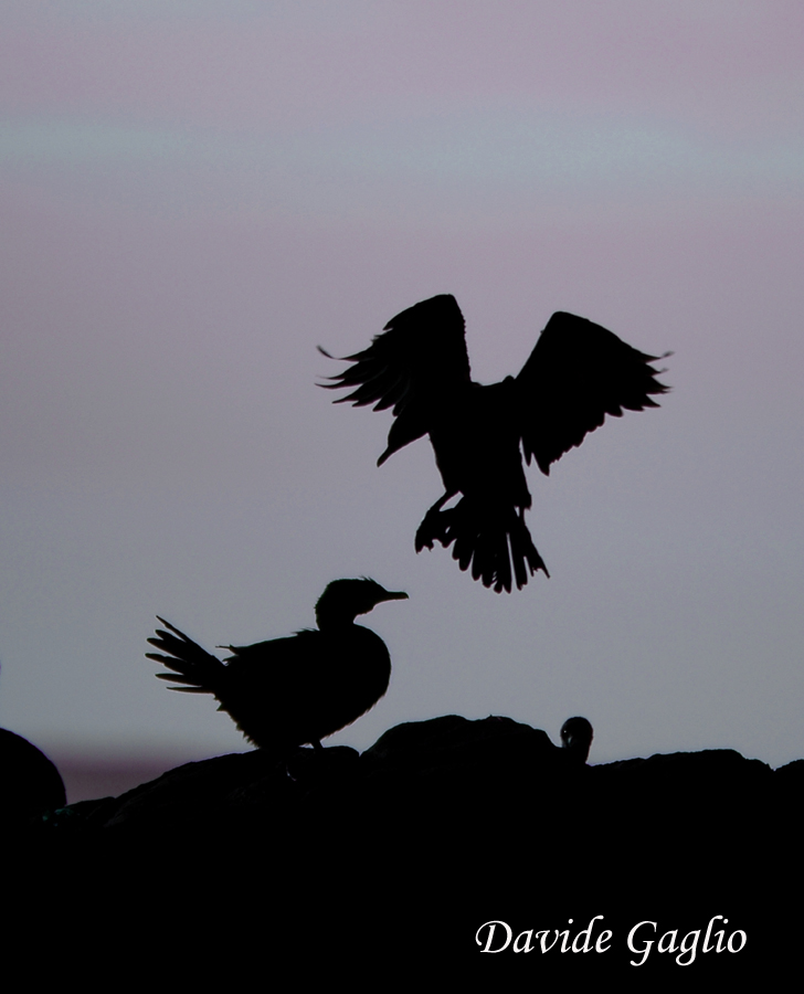 Cormorani al tramonto