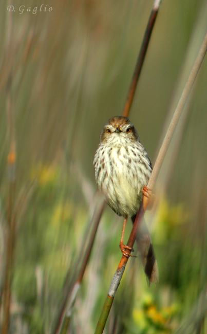 Karoo prinia