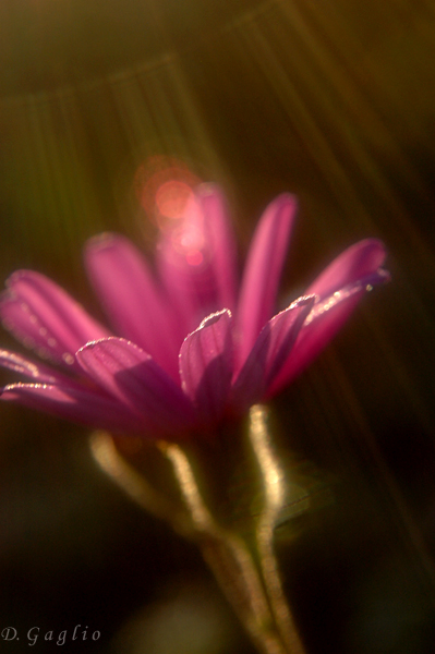 Raggi di fiore
