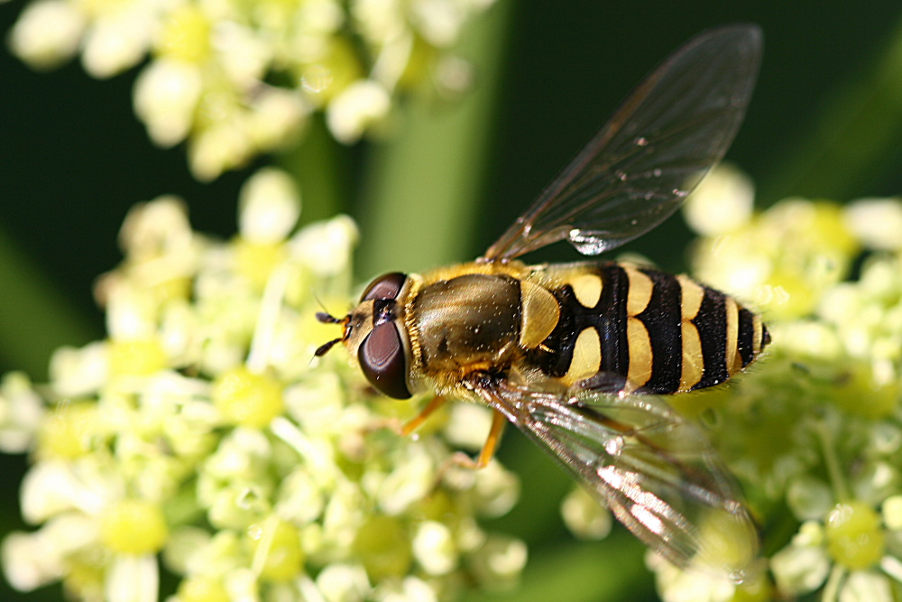 macro 1