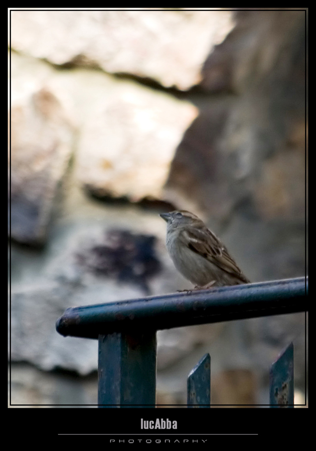 Passerotto