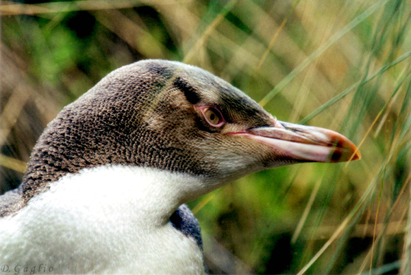 Pinguino dagli occhi gialli