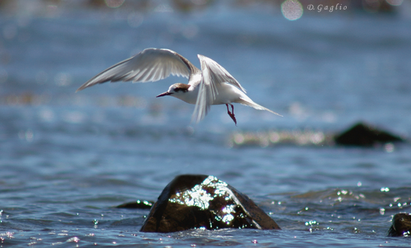 Tern