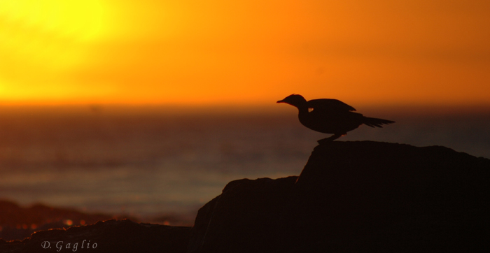 Cormorano al tramonto
