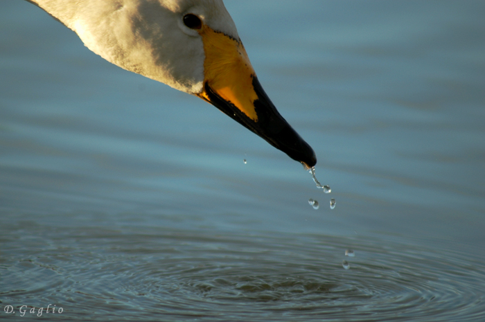 Cigno selvatico