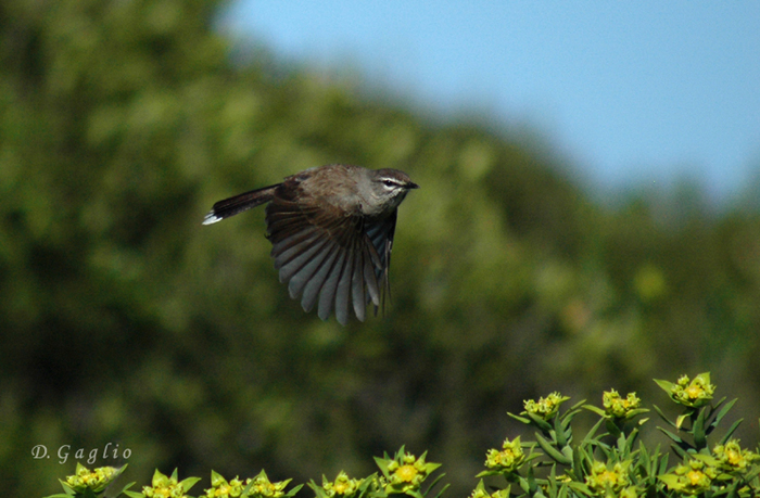 Karoo Robin