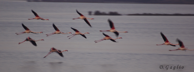 Fenicotteri in volo