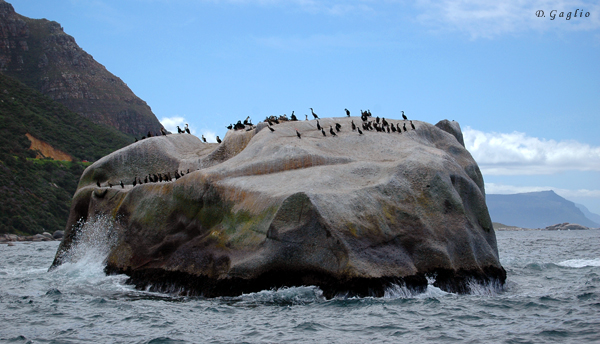 Cormorant island