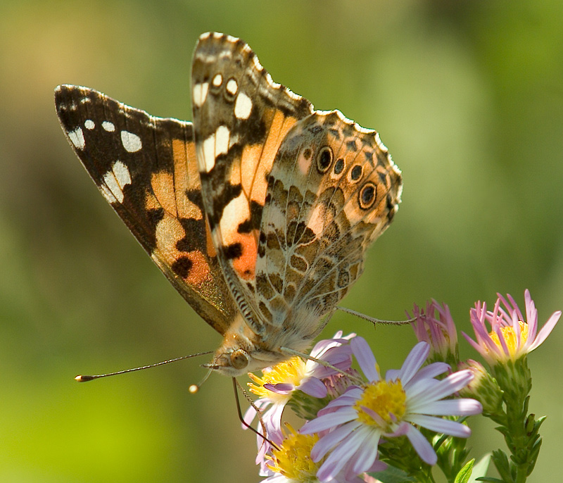 A butterfly