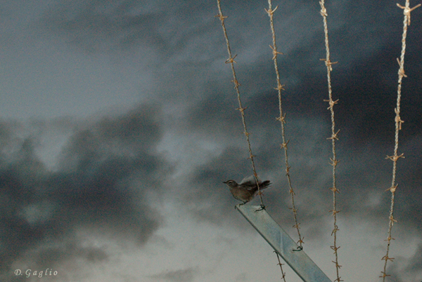 Bird on black