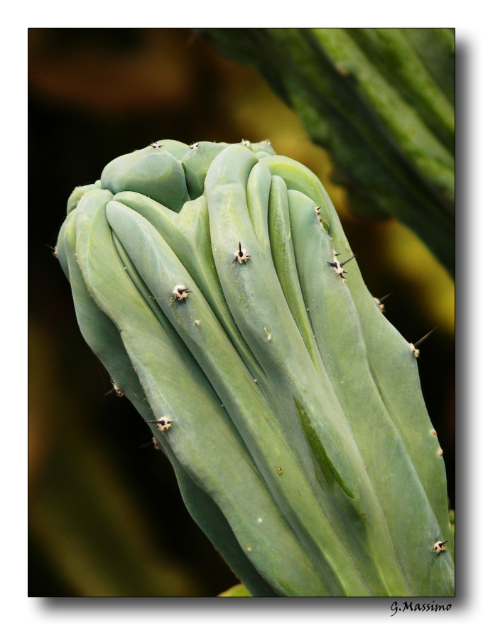 robustezza vegetale