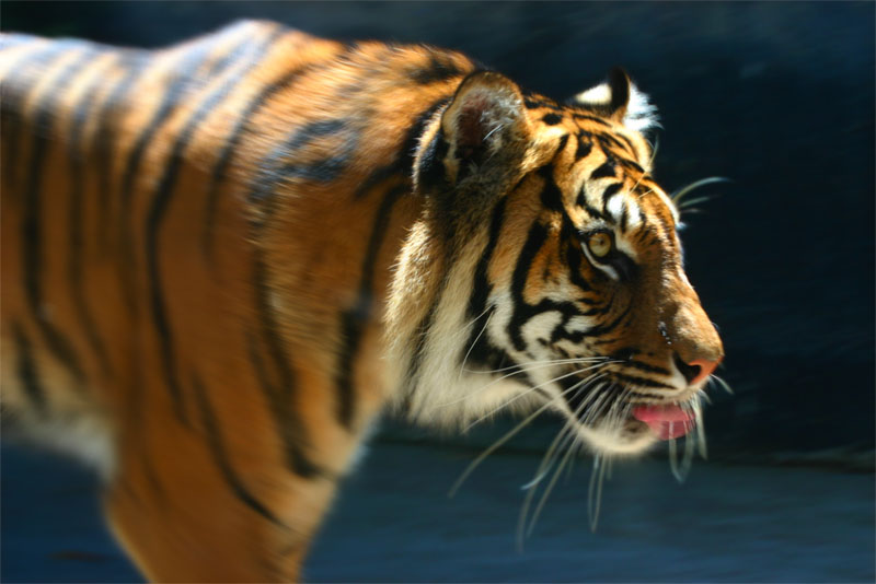 Tigre.