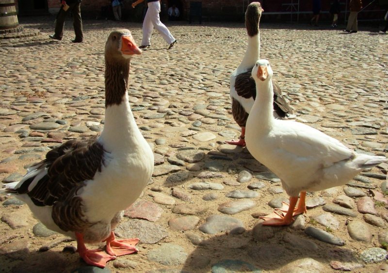 tutti in piazza