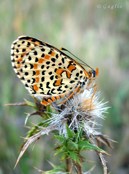 Farfalla su cardo