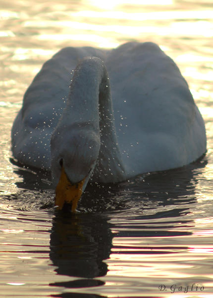 Cigno in contrasto