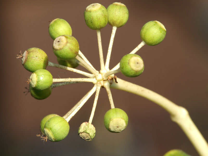 boccioli