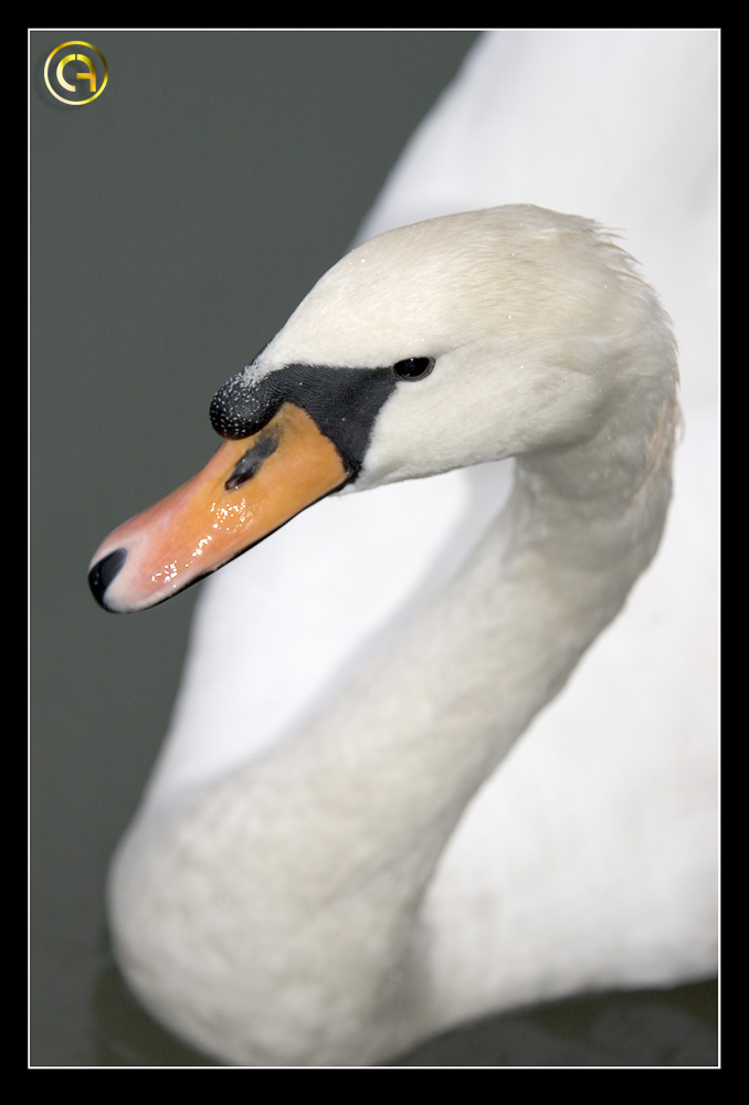 Cigno Reale