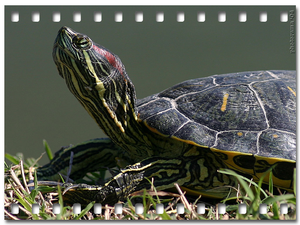 TURTLE