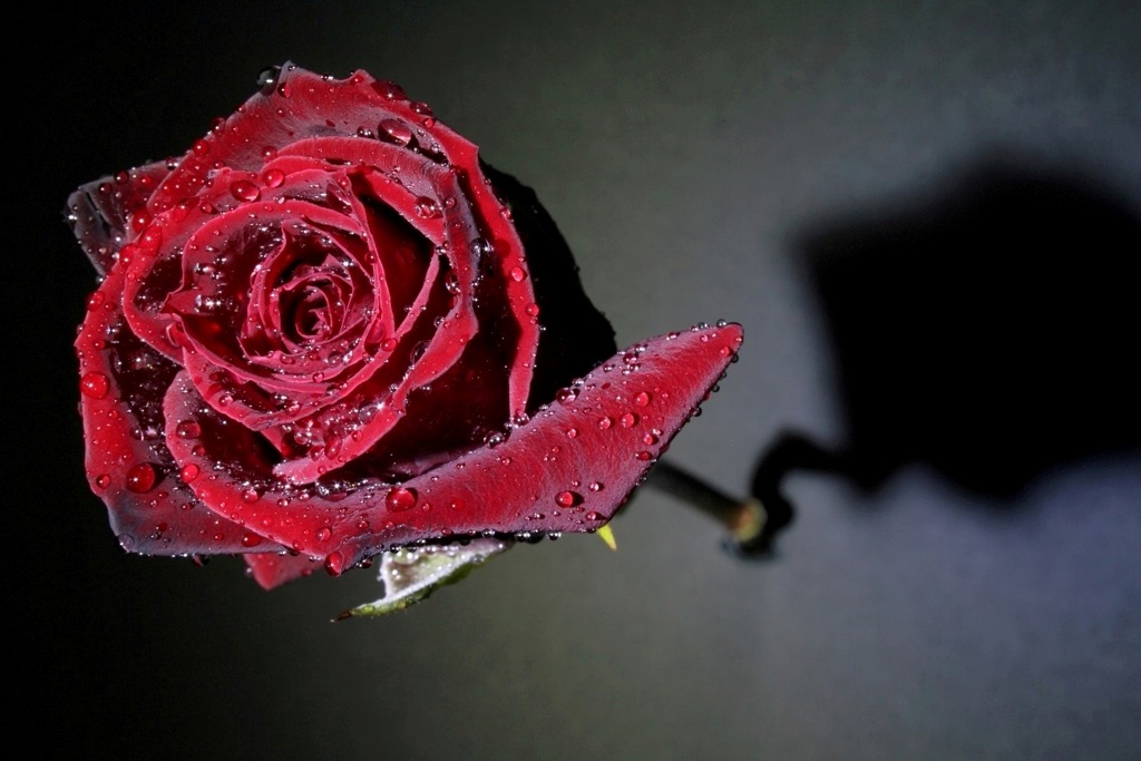 rosa