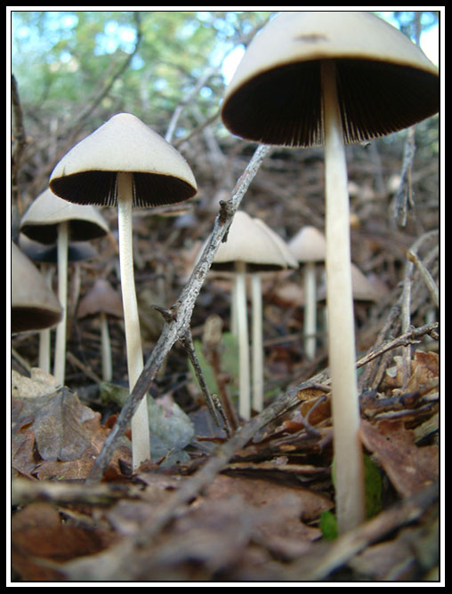 AUTUNNO...[serie].n1