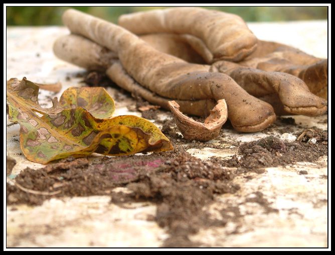 AUTUNNO...[serie].n2