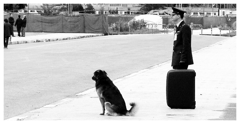 una attesa da cani