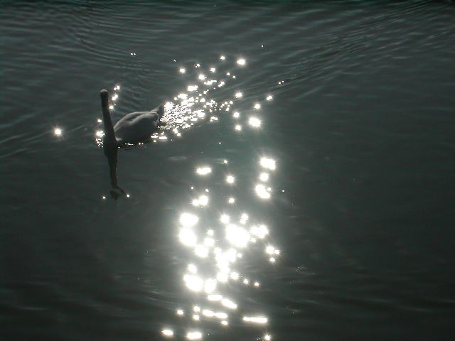 Cigno