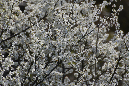 Bianca primavera