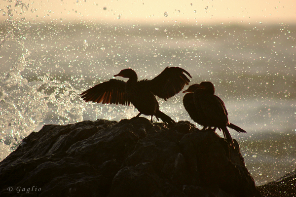 Waves and cormorant
