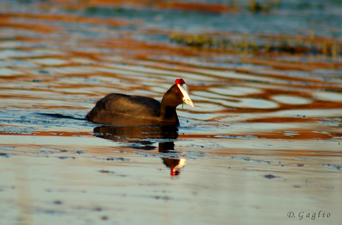 crested coot