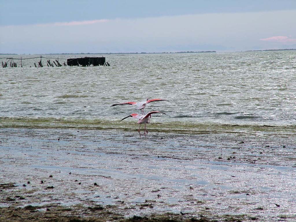 Fenicotteri rosa