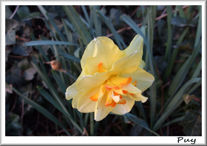 Fiore