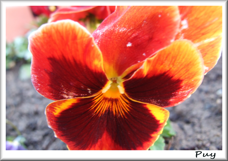 Fiore