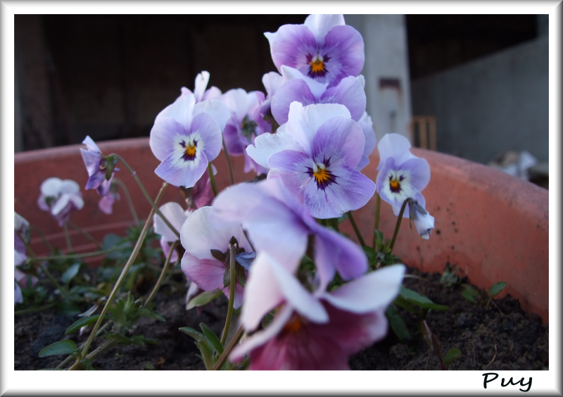 Fiori