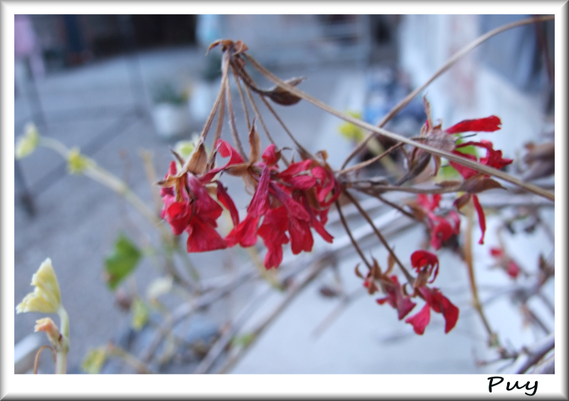 Fiori un p secchi