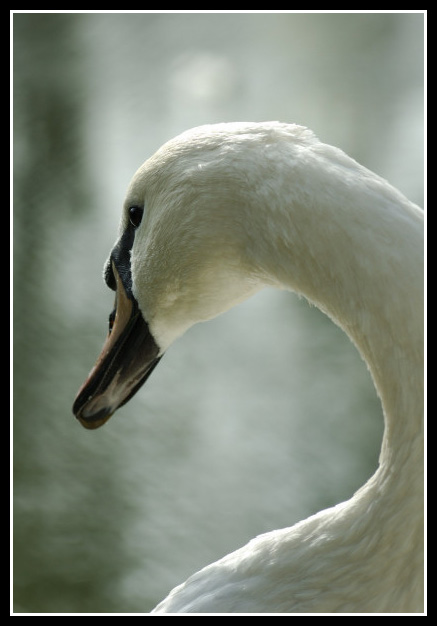 Cigno pensieroso