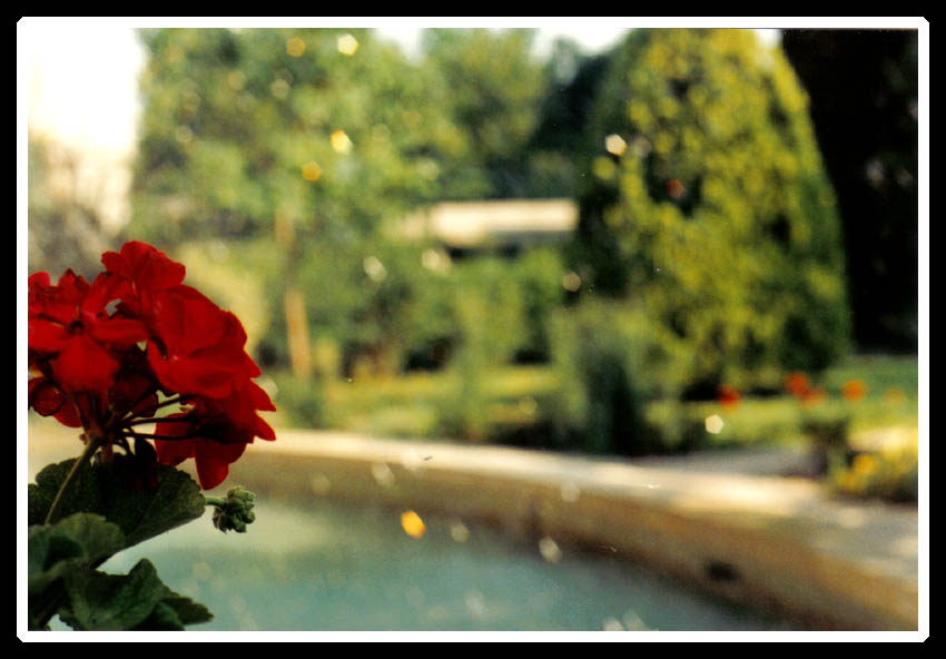 Fiore su fontana
