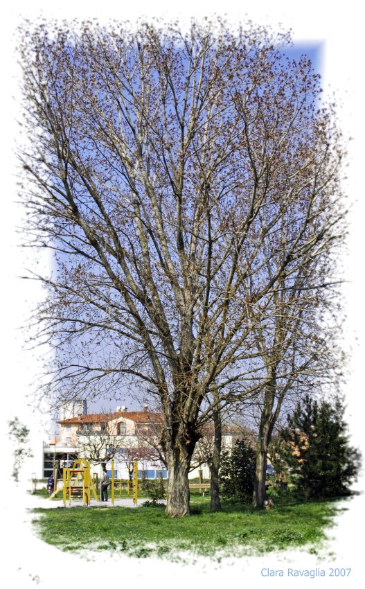 L'albero